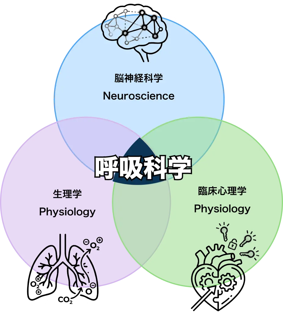 呼吸科学のイメージ図