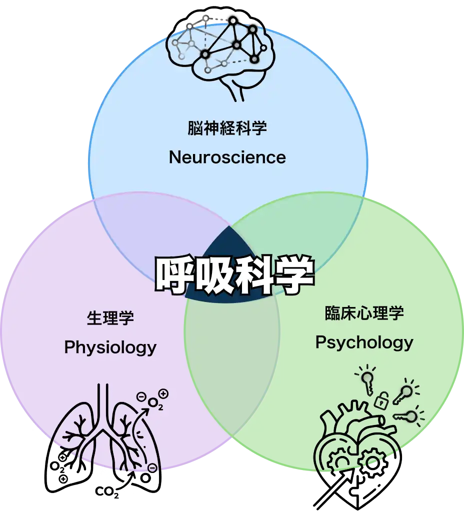 呼吸科学のイメージ図